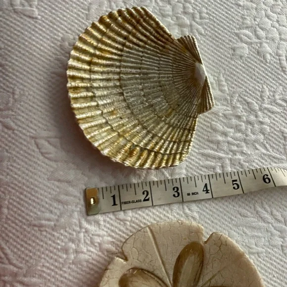 Sand Dollars  and shell Decor Set - Picture 11 of 11
